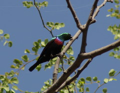 Cinnyris mariquensis