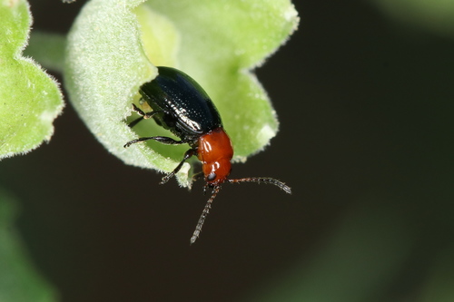 Podagrica fuscipes
