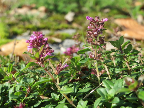 Keturbriaunis čiobrelis nuotrauka