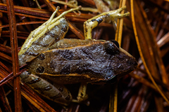 Pristimantis thectopternus