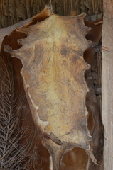 Hydrictis maculicollis