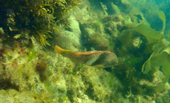Notolabrus tetricus
