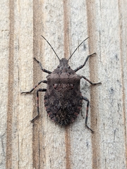 Brochymena