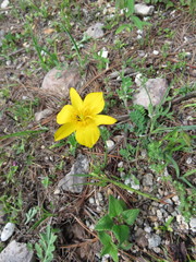 Calochortus venustulus