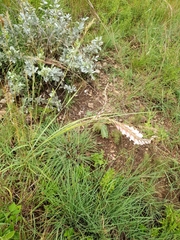 Gladiolus serpenticola