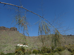 Asparagus plocamoides