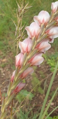 Gladiolus serpenticola