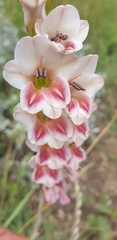 Gladiolus serpenticola