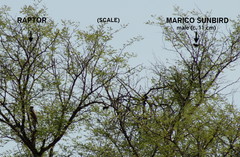 Cinnyris mariquensis