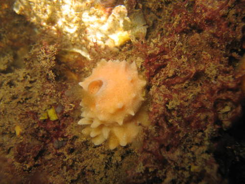 Paarse buisjesspons, Zeeuwse meren, 158_13_400, NL, photo 8 of 10