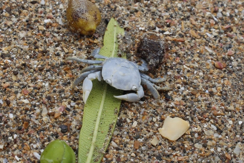 photo of Gulfweed Crab (Planes minutus)