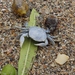 photo of Gulfweed Crab (Planes minutus)