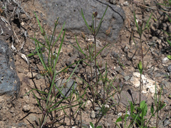Plantago afra