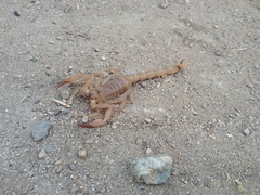 Thorellius intrepidus