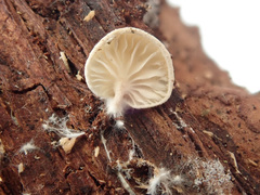 Clitopilus hobsonii