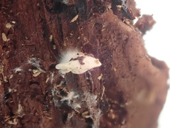Clitopilus hobsonii