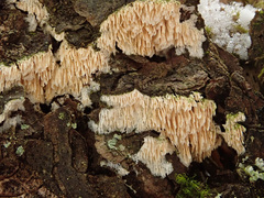 Antrodia heteromorpha