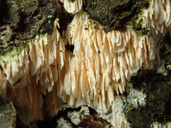 Antrodia heteromorpha