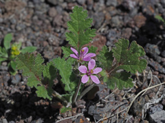 Erodium laciniatum