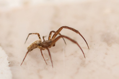 Uloborus walckenaerius