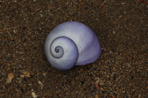 photo of Violet Sea Snail (Janthina janthina)