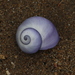 photo of Violet Sea Snail (Janthina janthina)