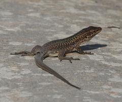 Podarcis siculus siculus