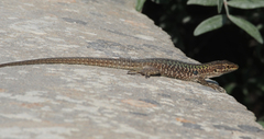 Podarcis siculus siculus