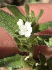 Buglossoides arvensis