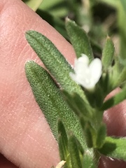 Buglossoides arvensis