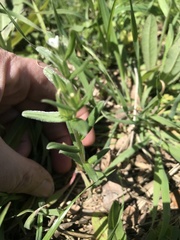 Buglossoides arvensis