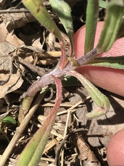 Buglossoides arvensis