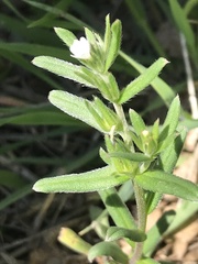 Buglossoides arvensis