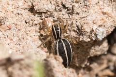 Phlegra bresnieri