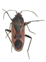 Rhyparochromus
