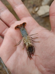 Procambarus versutus