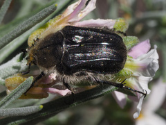 Tropinota squalida canariensis