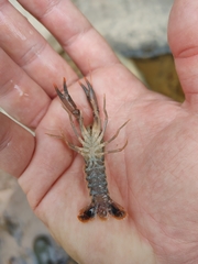 Procambarus versutus