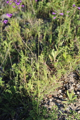 Pilosella cymosa