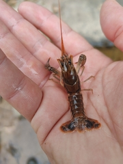 Procambarus versutus
