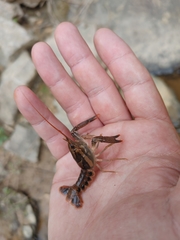 Procambarus versutus