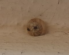 Backeljaia gigaxii