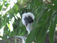 Saguinus oedipus