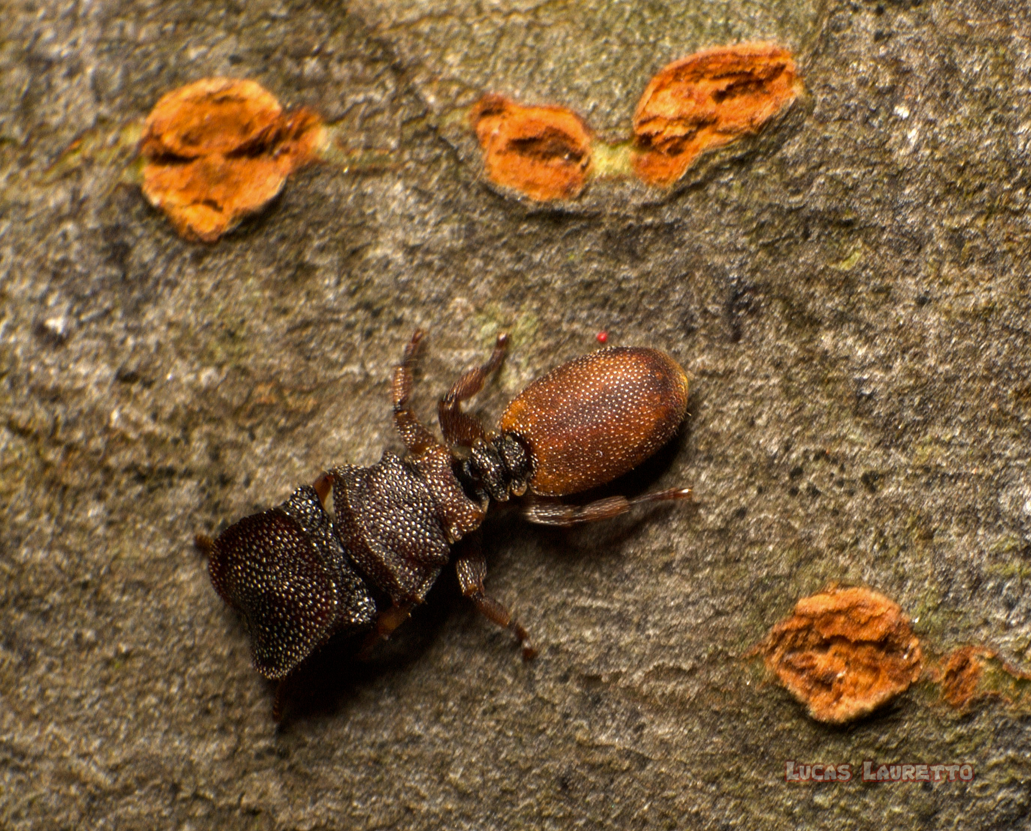 Cephalotes pinelii