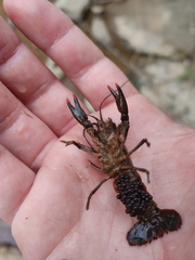 Procambarus versutus