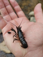 Procambarus versutus