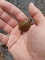 Sternotherus peltifer