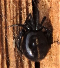 Steatoda hespera