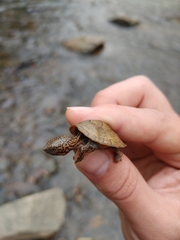 Sternotherus peltifer