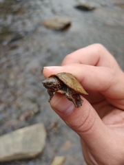 Sternotherus peltifer